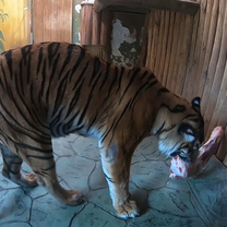 Komentko tygra sumaterského